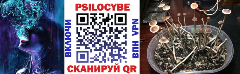 Псилоцибиновые грибы Psilocybine cubensis darknet формула Пойковский